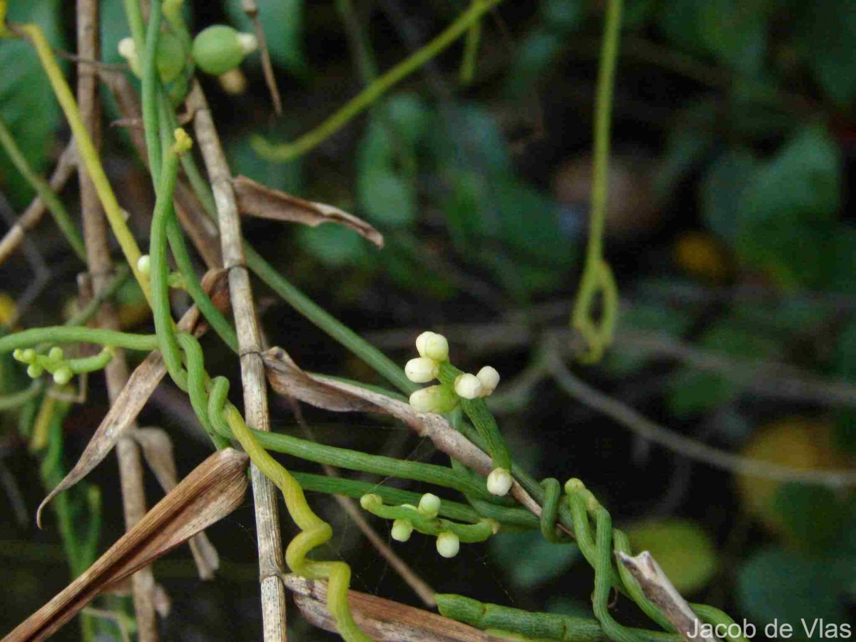 Cassytha filiformis L.